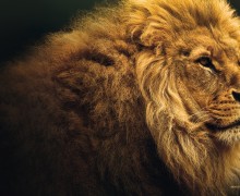 llllitl-national-geographic-wild-nat-geo-wild-publicite-marketing-print-advertising-rien-nest-aussi-fort-que-la-realite-agence-ddb-paris-mai-2013