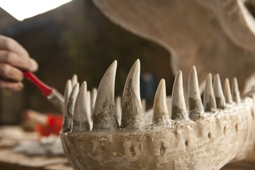 Fabrication des squelettes de dinosaures 2